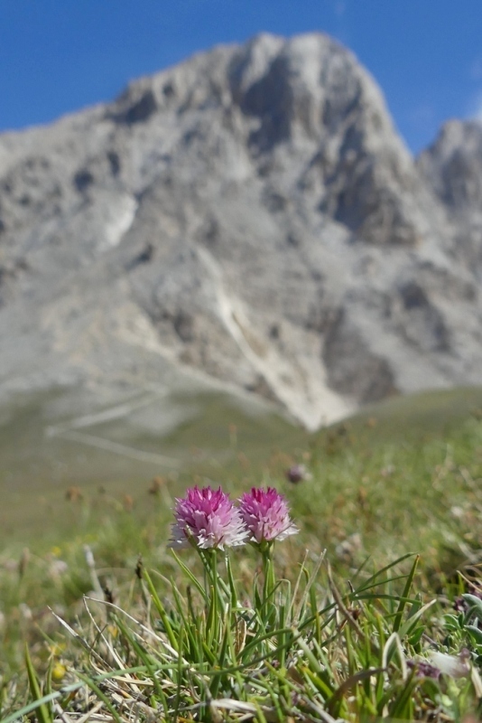 La Nigritella widderi nel Gran Sasso dItalia  luglio 2021.